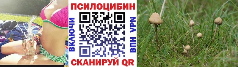 shop телеграм  Бородино  Псилоцибиновые грибы Magic Shrooms 